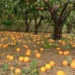 Agrumeto con numerose arance cadute a terra sotto gli alberi, immagine che documenta i danni provocati dal maltempo e dal ciclone in Sicilia