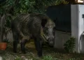 Cinghiale adulto di grossa taglia ripreso di notte in un giardino privato, tra vasi di terracotta e un cancello metallico