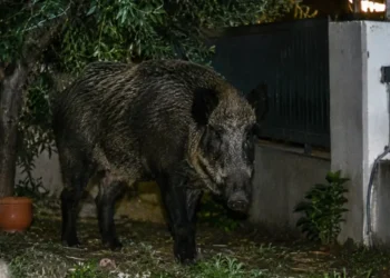 Cinghiale adulto di grossa taglia ripreso di notte in un giardino privato, tra vasi di terracotta e un cancello metallico