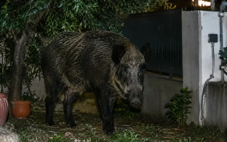 Cinghiale adulto di grossa taglia ripreso di notte in un giardino privato, tra vasi di terracotta e un cancello metallico