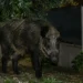 Cinghiale adulto di grossa taglia ripreso di notte in un giardino privato, tra vasi di terracotta e un cancello metallico