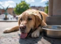 Cane sdraiato all'ombra con una ciotola d'acqua durante una giornata di caldo intenso, immagine che richiama l'emergenza caldo e la tutela degli animali.