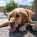 Cane sdraiato all'ombra con una ciotola d'acqua durante una giornata di caldo intenso, immagine che richiama l'emergenza caldo e la tutela degli animali.