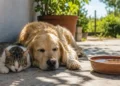 Un cane e un gatto riposano all'ombra accanto a una ciotola d'acqua per proteggersi dal caldo estivo