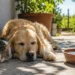 Un cane e un gatto riposano all'ombra accanto a una ciotola d'acqua per proteggersi dal caldo estivo