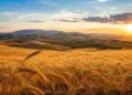 Campo di grano dorato nell'entroterra della Sicilia al tramonto con colline agricole sullo sfondo