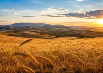 Campo di grano dorato nell'entroterra della Sicilia al tramonto con colline agricole sullo sfondo