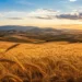 Campo di grano dorato nell'entroterra della Sicilia al tramonto con colline agricole sullo sfondo
