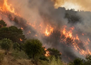 Vasto incendio in un'area collinare della Sicilia, con alte fiamme e una densa colonna di fumo che avvolgono alberi e vegetazione