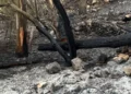 Terreno bruciato sulla collina di Monserrato a Modica con alberi carbonizzati, cenere e rocce dopo l'incendio domato dai soccorritori
