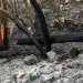 Terreno bruciato sulla collina di Monserrato a Modica con alberi carbonizzati, cenere e rocce dopo l'incendio domato dai soccorritori