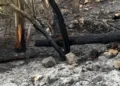 Alberi bruciati e terreno annerito sulla collina di Monserrato a Modica dopo l'incendio, con l'area interessata dalle operazioni di bonifica.