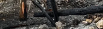 Alberi bruciati e terreno annerito sulla collina di Monserrato a Modica dopo l'incendio, con l'area interessata dalle operazioni di bonifica.