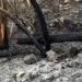 Alberi bruciati e terreno annerito sulla collina di Monserrato a Modica dopo l'incendio, con l'area interessata dalle operazioni di bonifica.