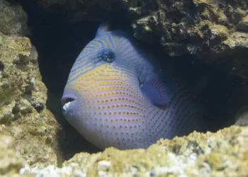 Pesce balestra (Balistes capriscus) nascosto tra le rocce del fondale marino, specie indicata tra le possibili responsabili dei morsi ai bagnanti nel Cilento