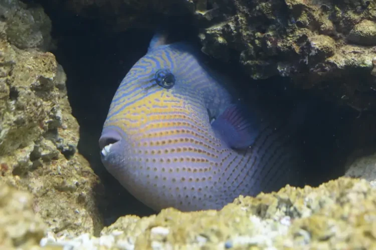 Pesce balestra (Balistes capriscus) nascosto tra le rocce del fondale marino, specie indicata tra le possibili responsabili dei morsi ai bagnanti nel Cilento
