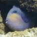 Pesce balestra (Balistes capriscus) nascosto tra le rocce del fondale marino, specie indicata tra le possibili responsabili dei morsi ai bagnanti nel Cilento