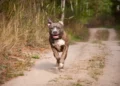Pitbull grigio e bianco che corre lungo una strada sterrata circondata dalla vegetazione.
