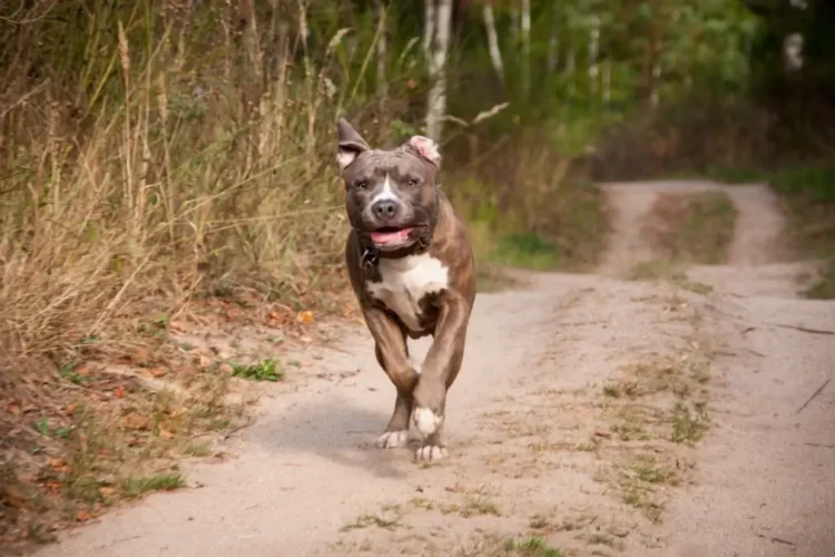 Pitbull grigio e bianco che corre lungo una strada sterrata circondata dalla vegetazione.
