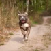 Pitbull grigio e bianco che corre lungo una strada sterrata circondata dalla vegetazione.