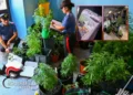 Carabinieri catalogano piante di marijuana sequestrate tra vasi, lampade e un sistema di irrigazione domestico.