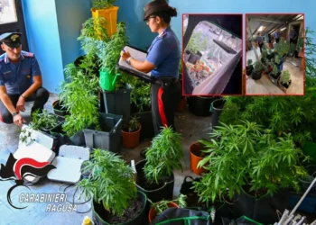 Carabinieri catalogano piante di marijuana sequestrate tra vasi, lampade e un sistema di irrigazione domestico.