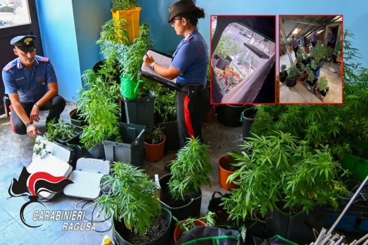 Carabinieri catalogano piante di marijuana sequestrate tra vasi, lampade e un sistema di irrigazione domestico.