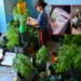 Carabinieri catalogano piante di marijuana sequestrate tra vasi, lampade e un sistema di irrigazione domestico.