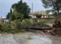 Grande albero sradicato riverso sulla carreggiata