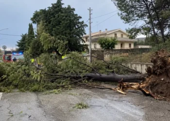 Grande albero sradicato riverso sulla carreggiata
