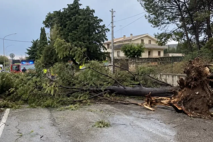 Grande albero sradicato riverso sulla carreggiata