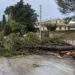Grande albero sradicato riverso sulla carreggiata