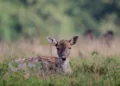 Un giovane daino sdraiato nell'erba, ripreso in un'area naturale con vegetazione sullo sfondo