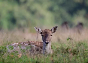 Un giovane daino sdraiato nell'erba, ripreso in un'area naturale con vegetazione sullo sfondo