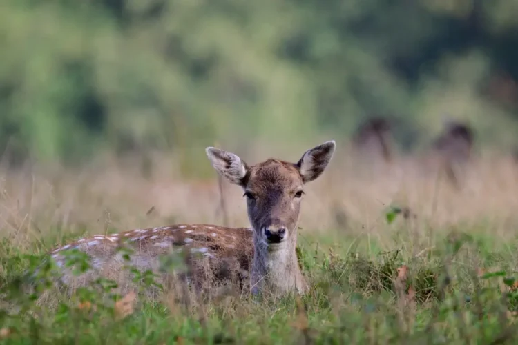 Un giovane daino sdraiato nell'erba, ripreso in un'area naturale con vegetazione sullo sfondo