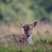 Un giovane daino sdraiato nell'erba, ripreso in un'area naturale con vegetazione sullo sfondo
