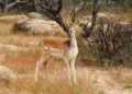 Daino maculato in piedi tra erba secca e cespugli spogli in un'area naturale