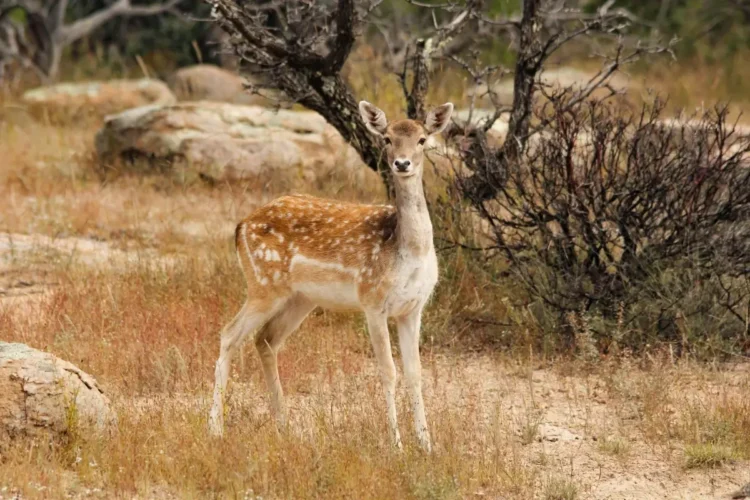 Daino maculato in piedi tra erba secca e cespugli spogli in un'area naturale