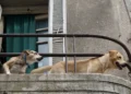 Due cani di taglia media sdraiati su un balcone in cemento con ringhiera in ferro, in un edificio urbano.