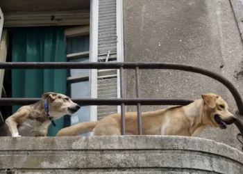 Due cani di taglia media sdraiati su un balcone in cemento con ringhiera in ferro, in un edificio urbano.
