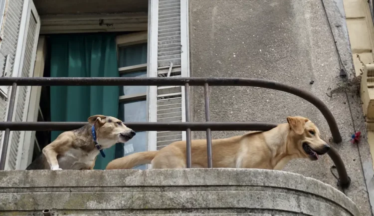 Due cani di taglia media sdraiati su un balcone in cemento con ringhiera in ferro, in un edificio urbano.