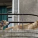 Due cani di taglia media sdraiati su un balcone in cemento con ringhiera in ferro, in un edificio urbano.