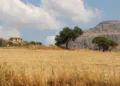 Campagna iblea assolata in una giornata di caldo estremo, terra arida e ulivi sotto il sole di agosto