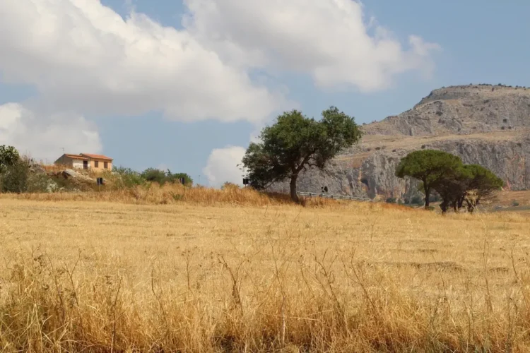 Campagna iblea assolata in una giornata di caldo estremo, terra arida e ulivi sotto il sole di agosto