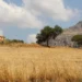 Campagna iblea assolata in una giornata di caldo estremo, terra arida e ulivi sotto il sole di agosto
