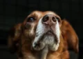 Primo piano del muso di un cane marrone e bianco, sguardo rivolto verso l'alto, sfondo scuro