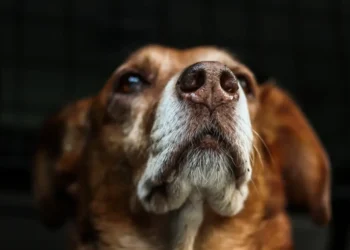 Primo piano del muso di un cane marrone e bianco, sguardo rivolto verso l'alto, sfondo scuro