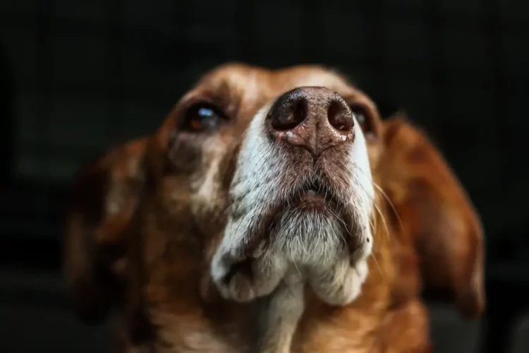 Primo piano del muso di un cane marrone e bianco, sguardo rivolto verso l'alto, sfondo scuro