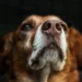 Primo piano del muso di un cane marrone e bianco, sguardo rivolto verso l'alto, sfondo scuro