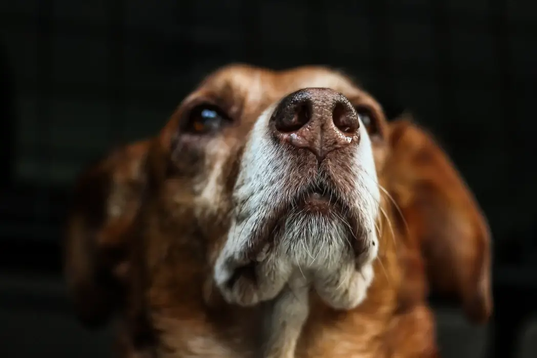 Primo piano del muso di un cane marrone e bianco, sguardo rivolto verso l'alto, sfondo scuro